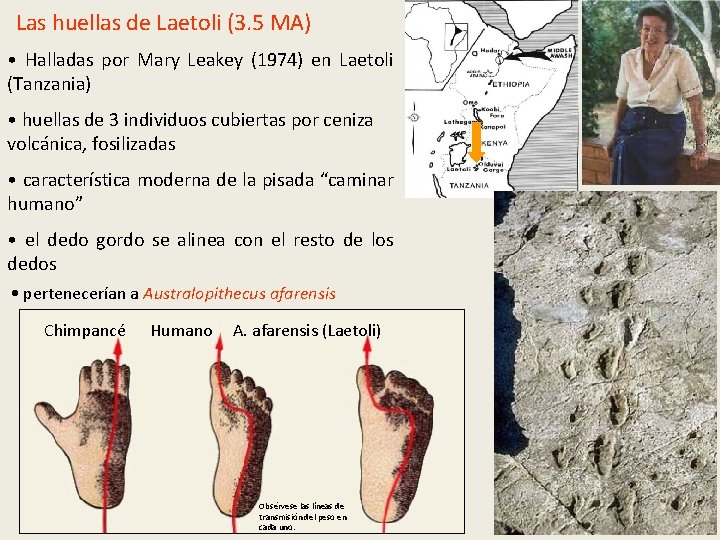 Las huellas de Laetoli (3. 5 MA) • Halladas por Mary Leakey (1974) en Las huellas de Laetoli (3. 5 MA) • Halladas por Mary Leakey (1974) en