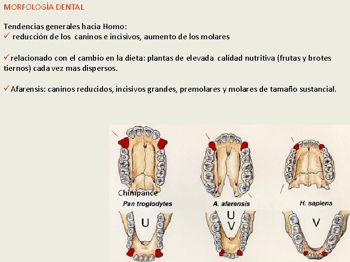 MORFOLOGÍA DENTAL Tendencias generales hacia Homo: ü reducción de los caninos e incisivos, aumento MORFOLOGÍA DENTAL Tendencias generales hacia Homo: ü reducción de los caninos e incisivos, aumento