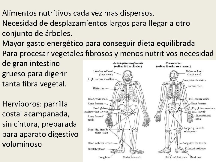 Alimentos nutritivos cada vez mas dispersos. Necesidad de desplazamientos largos para llegar a otro Alimentos nutritivos cada vez mas dispersos. Necesidad de desplazamientos largos para llegar a otro