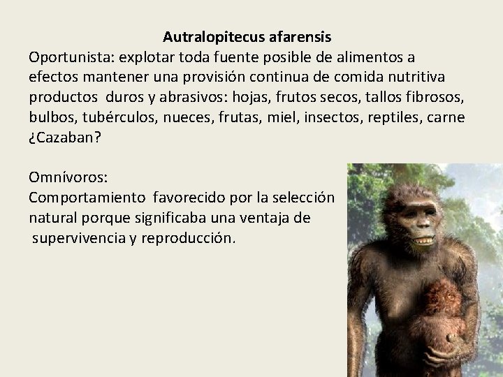 Autralopitecus afarensis Oportunista: explotar toda fuente posible de alimentos a efectos mantener una provisión Autralopitecus afarensis Oportunista: explotar toda fuente posible de alimentos a efectos mantener una provisión
