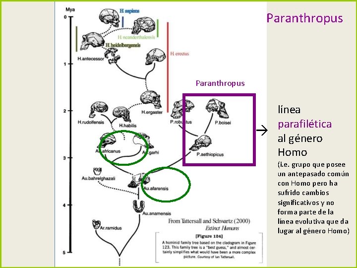 Paranthropus línea parafilética al género Homo (i. e. grupo que posee un antepasado común Paranthropus línea parafilética al género Homo (i. e. grupo que posee un antepasado común