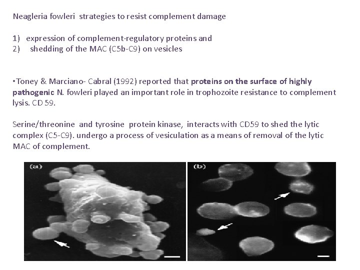 Neagleria fowleri strategies to resist complement damage 1) expression of complement-regulatory proteins and 2)