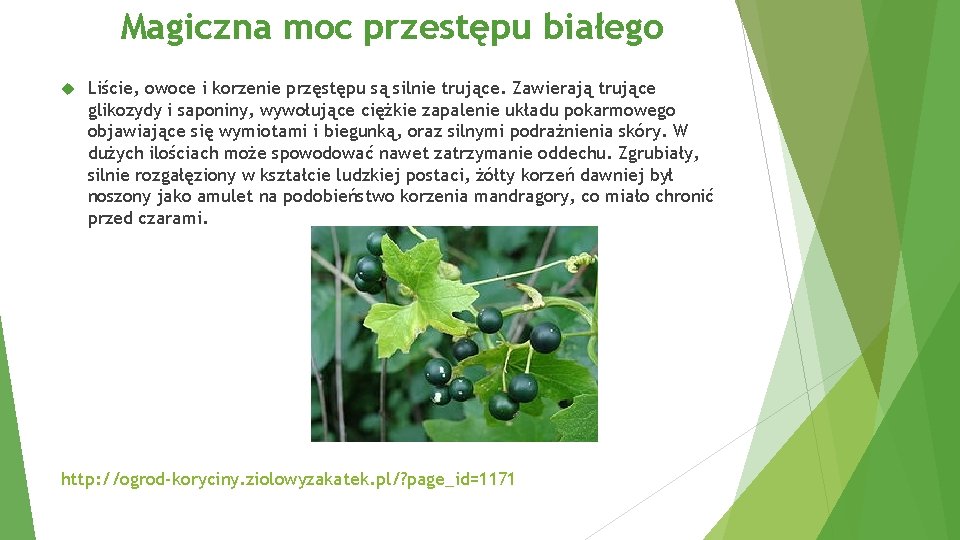 Magiczna moc przestępu białego Liście, owoce i korzenie przęstępu są silnie trujące. Zawierają trujące