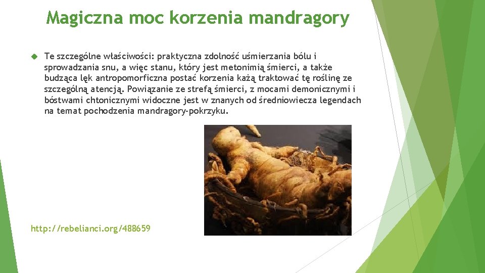 Magiczna moc korzenia mandragory Te szczególne właściwości: praktyczna zdolność uśmierzania bólu i sprowadzania snu,