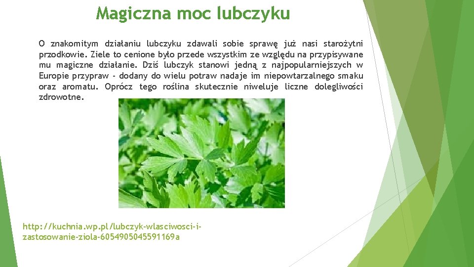 Magiczna moc lubczyku O znakomitym działaniu lubczyku zdawali sobie sprawę już nasi starożytni przodkowie.