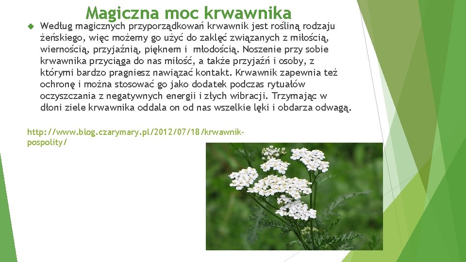  Magiczna moc krwawnika Według magicznych przyporządkowań krwawnik jest rośliną rodzaju żeńskiego, więc możemy