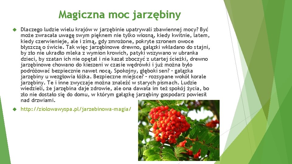 Magiczna moc jarzębiny Dlaczego ludzie wielu krajów w jarzębinie upatrywali zbawiennej mocy? Być może