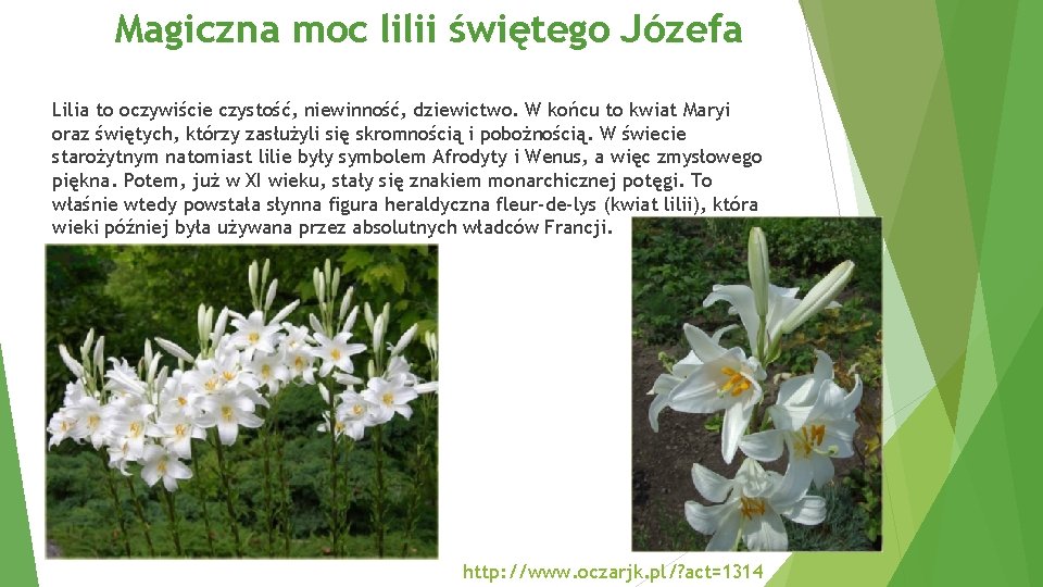 Magiczna moc lilii świętego Józefa Lilia to oczywiście czystość, niewinność, dziewictwo. W końcu to