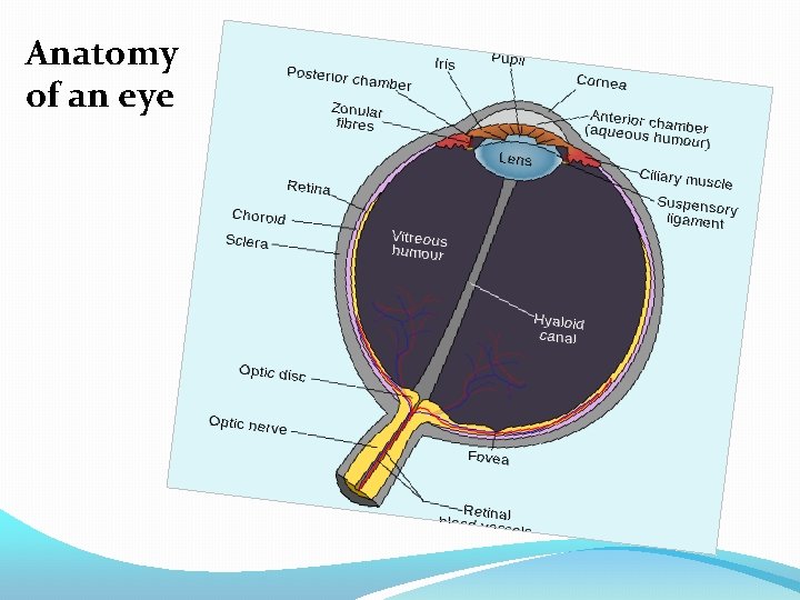 Anatomy of an eye 