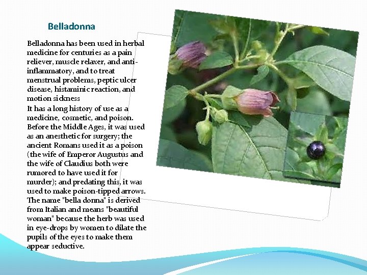 Belladonna has been used in herbal medicine for centuries as a pain reliever, muscle