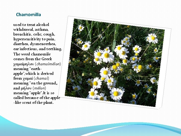 Chamomilla used to treat alcohol withdrawal, asthma, bronchitis, colic, cough, hypersensitivity to pain, diarrhea,