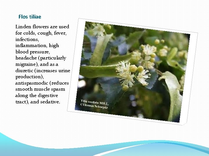 Flos tiliae Linden flowers are used for colds, cough, fever, infections, inflammation, high blood