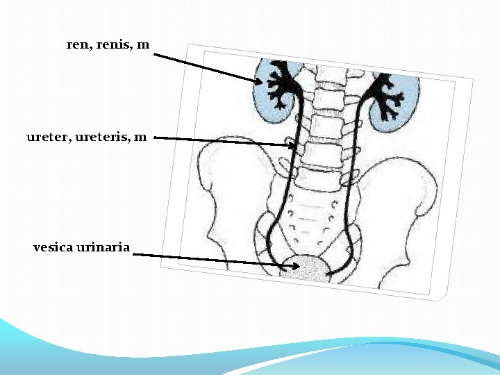 ren, renis, m ureter, ureteris, m vesica urinaria 