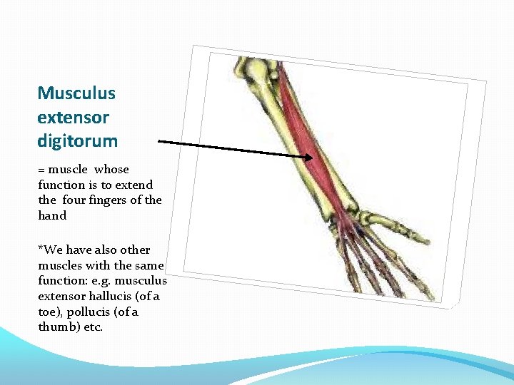 Musculus extensor digitorum = muscle whose function is to extend the four fingers of