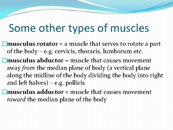 Some other types of muscles �musculus rotator = a muscle that serves to rotate