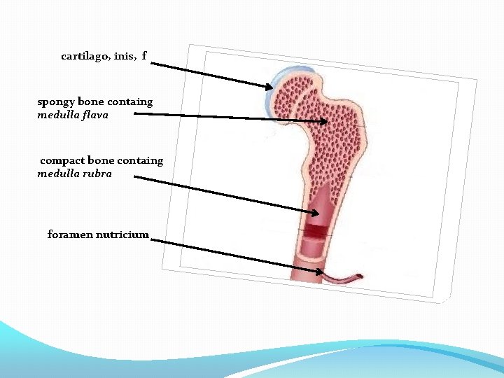 cartilago, inis, f spongy bone containg medulla flava compact bone containg medulla rubra foramen