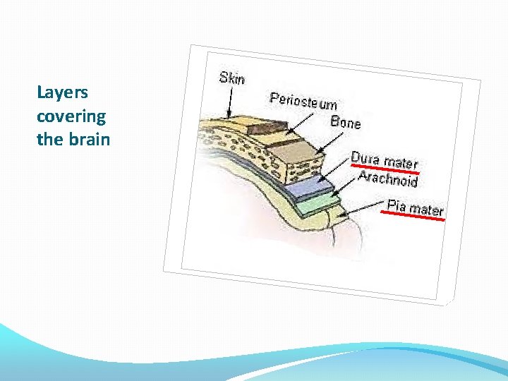 Layers covering the brain 