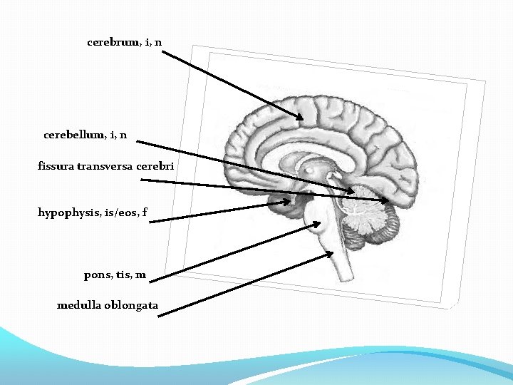 cerebrum, i, n cerebellum, i, n fissura transversa cerebri hypophysis, is/eos, f pons, tis,