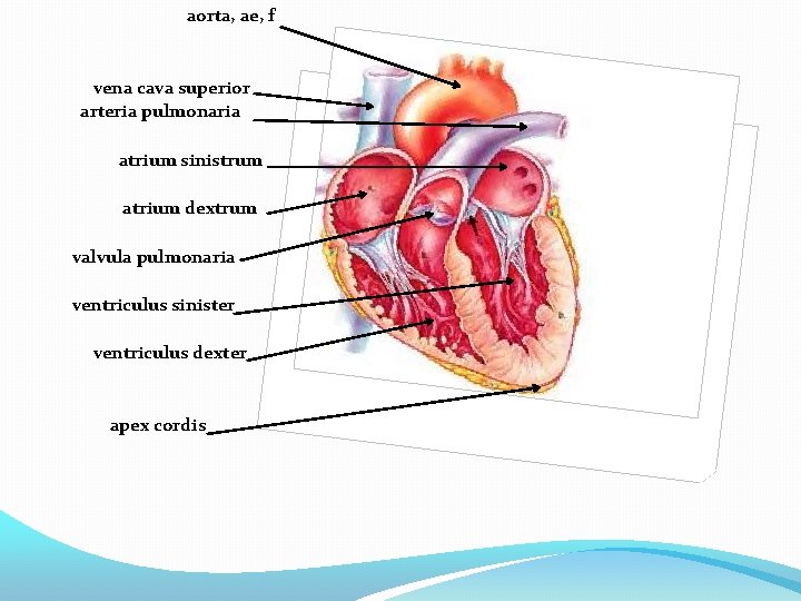 aorta, ae, f vena cava superior arteria pulmonaria atrium sinistrum atrium dextrum valvula pulmonaria