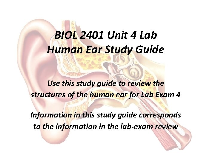 BIOL 2401 Unit 4 Lab Human Ear Study Guide Use this study guide to