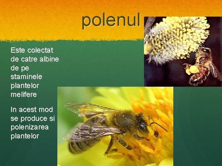 polenul Este colectat de catre albine de pe staminele plantelor melifere In acest mod