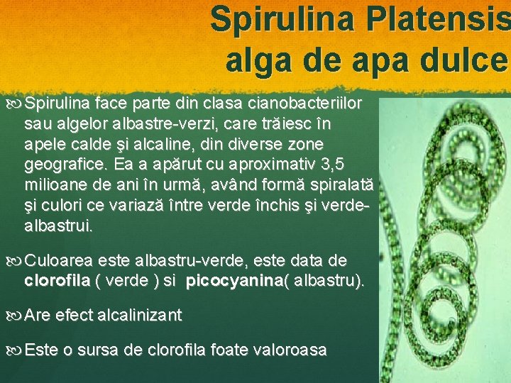 Spirulina Platensis alga de apa dulce Spirulina face parte din clasa cianobacteriilor sau algelor