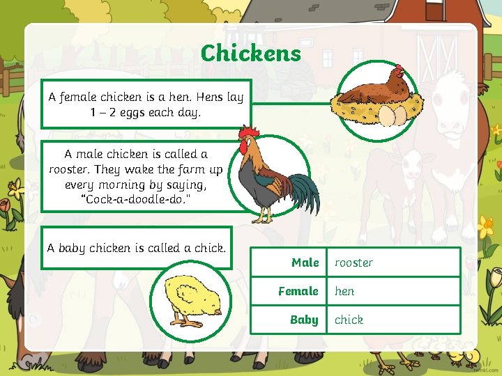 Chickens A female chicken is a hen. Hens lay 1 – 2 eggs each