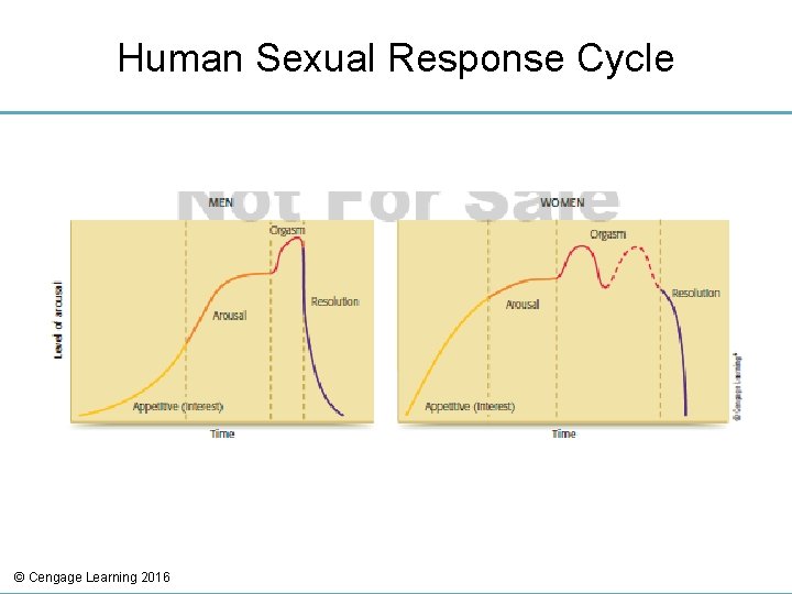 Human Sexual Response Cycle © Cengage Learning 2016 