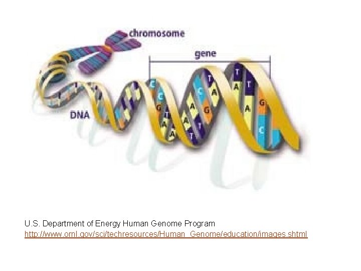 U. S. Department of Energy Human Genome Program http: //www. ornl. gov/sci/techresources/Human_Genome/education/images. shtml 