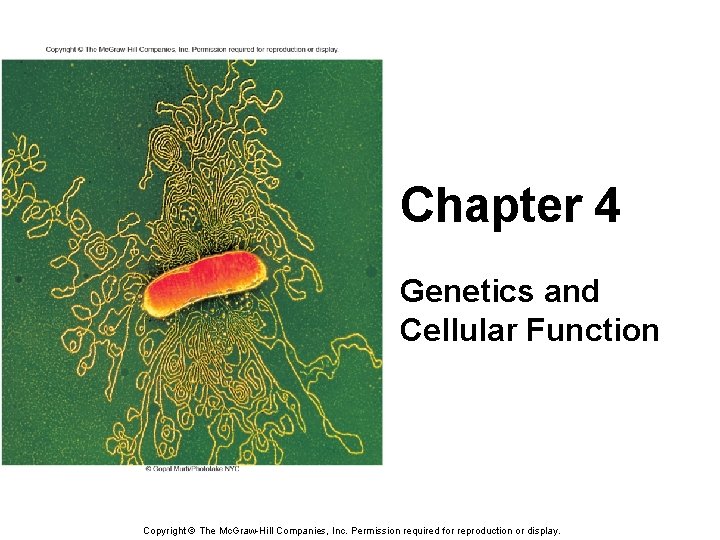 Chapter 4 Genetics and Cellular Function Copyright © The Mc. Graw-Hill Companies, Inc. Permission