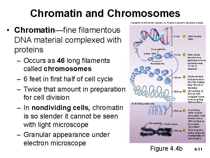 Chromatin and Chromosomes Copyright © The Mc. Graw-Hill Companies, Inc. Permission required for reproduction