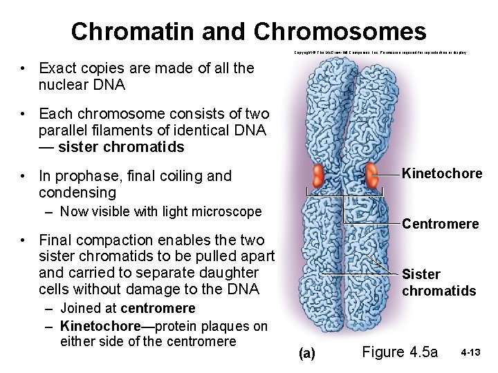 Chromatin and Chromosomes Copyright © The Mc. Graw-Hill Companies, Inc. Permission required for reproduction