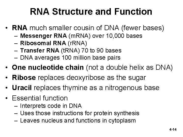 RNA Structure and Function • RNA much smaller cousin of DNA (fewer bases) –