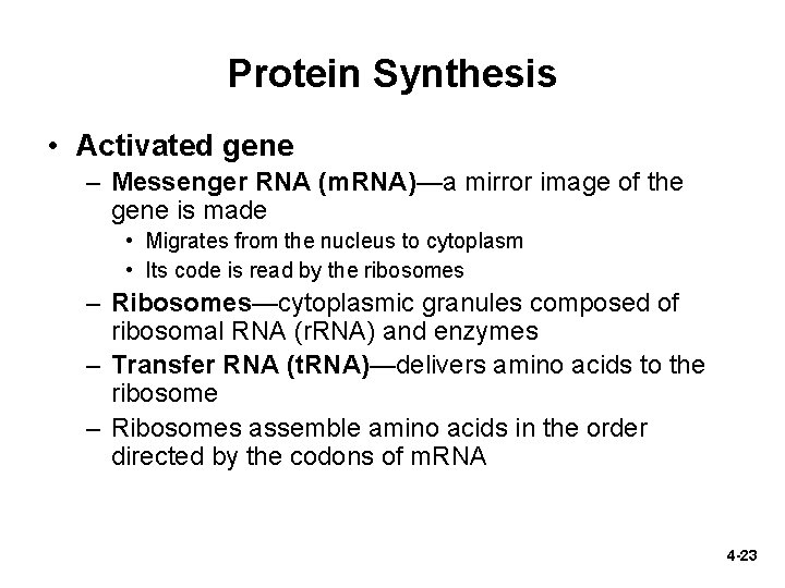 Protein Synthesis • Activated gene – Messenger RNA (m. RNA)—a mirror image of the