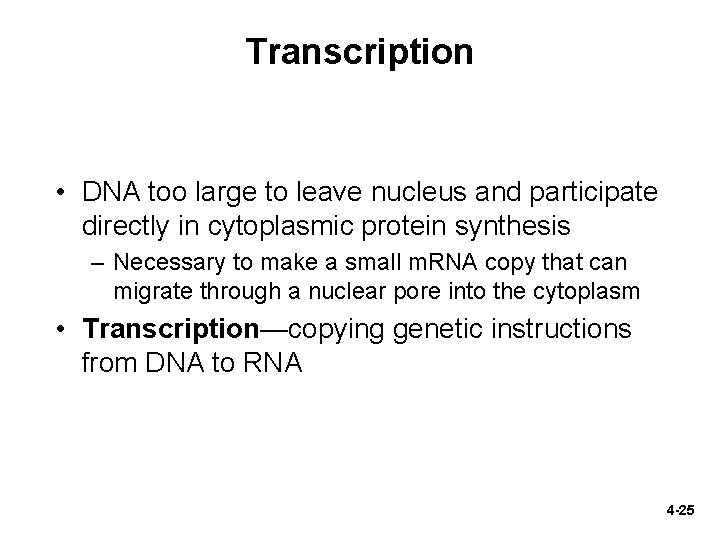 Transcription • DNA too large to leave nucleus and participate directly in cytoplasmic protein