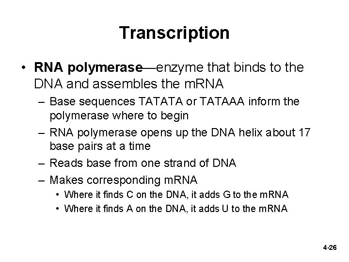 Transcription • RNA polymerase—enzyme that binds to the DNA and assembles the m. RNA