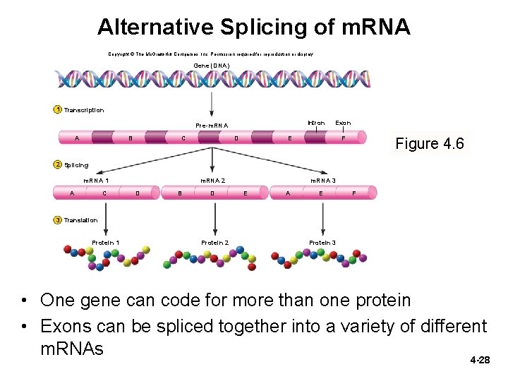 Alternative Splicing of m. RNA Copyright © The Mc. Graw-Hill Companies, Inc. Permission required