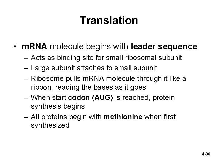 Translation • m. RNA molecule begins with leader sequence – Acts as binding site