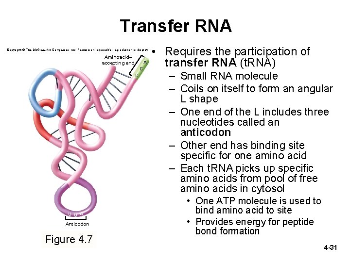 Transfer RNA Copyright © The Mc. Graw-Hill Companies, Inc. Permission required for reproduction or