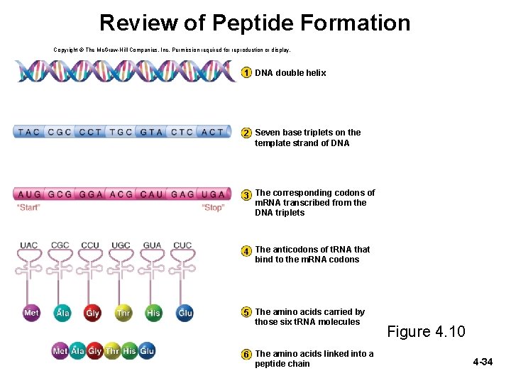 Review of Peptide Formation Copyright © The Mc. Graw-Hill Companies, Inc. Permission required for