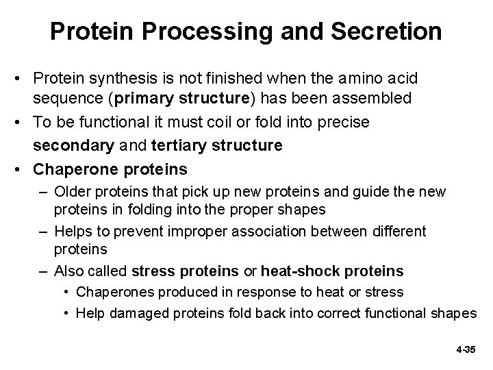 Protein Processing and Secretion • Protein synthesis is not finished when the amino acid