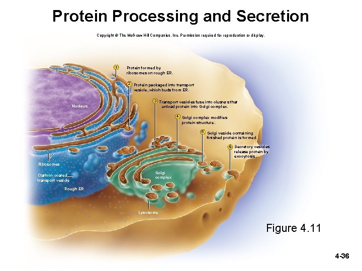 Protein Processing and Secretion Copyright © The Mc. Graw-Hill Companies, Inc. Permission required for