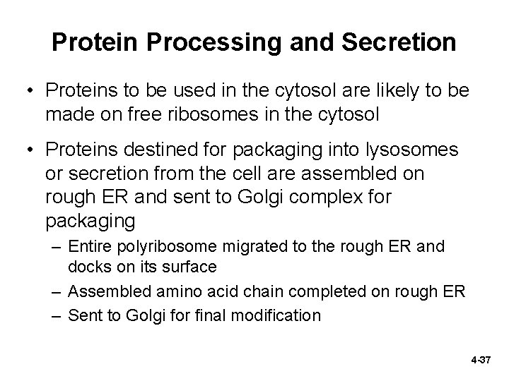 Protein Processing and Secretion • Proteins to be used in the cytosol are likely