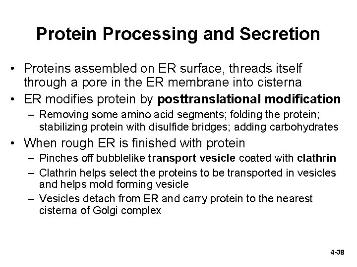Protein Processing and Secretion • Proteins assembled on ER surface, threads itself through a