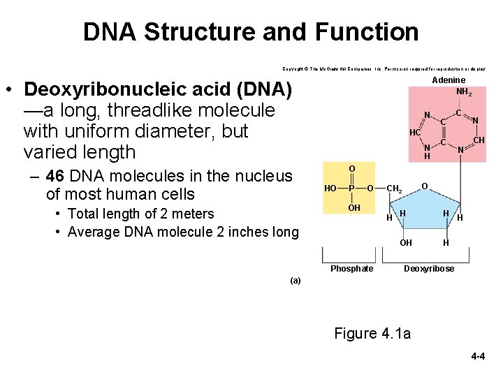 DNA Structure and Function Copyright © The Mc. Graw-Hill Companies, Inc. Permission required for