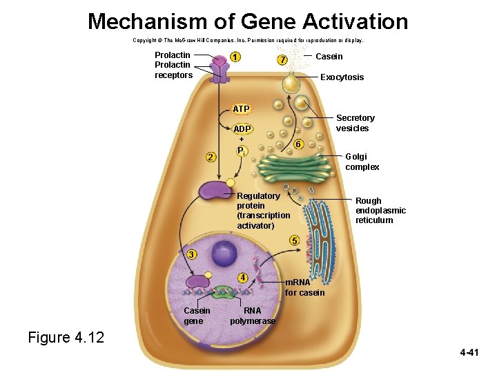Mechanism of Gene Activation Copyright © The Mc. Graw-Hill Companies, Inc. Permission required for