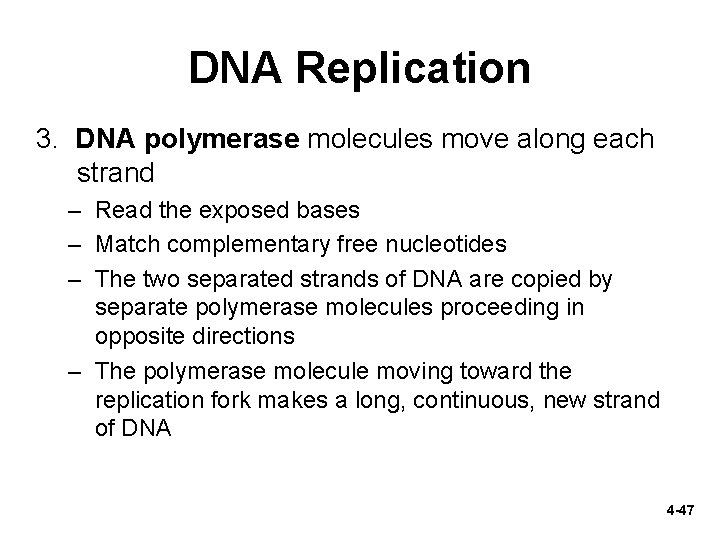 DNA Replication 3. DNA polymerase molecules move along each strand – Read the exposed