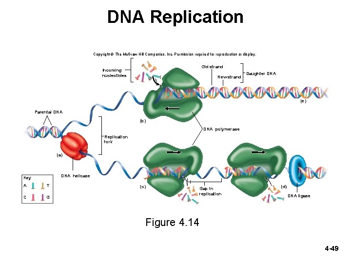 DNA Replication Copyright © The Mc. Graw-Hill Companies, Inc. Permission required for reproduction or