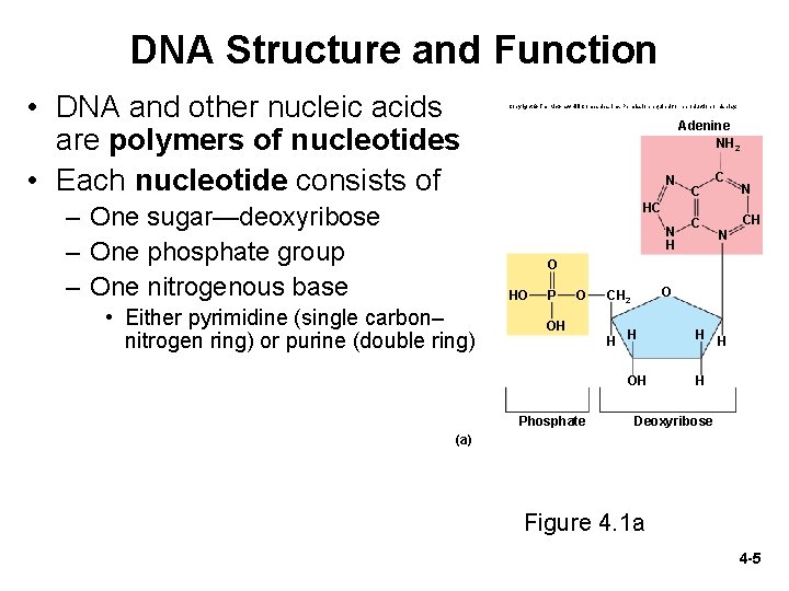 DNA Structure and Function • DNA and other nucleic acids are polymers of nucleotides