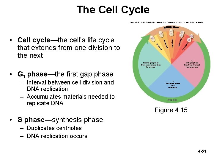 The Cell Cycle se sis ine to k Cy T elo ase Anaphase aph